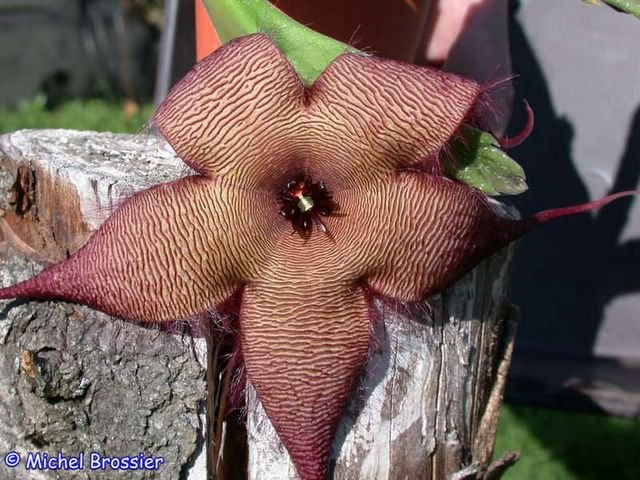 Stapelia sp GX hybr